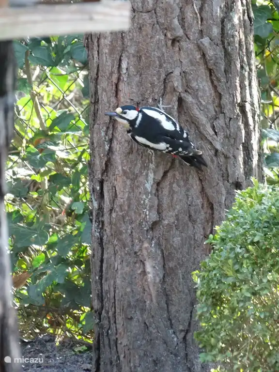 Specht, bewundern aus der Küche.