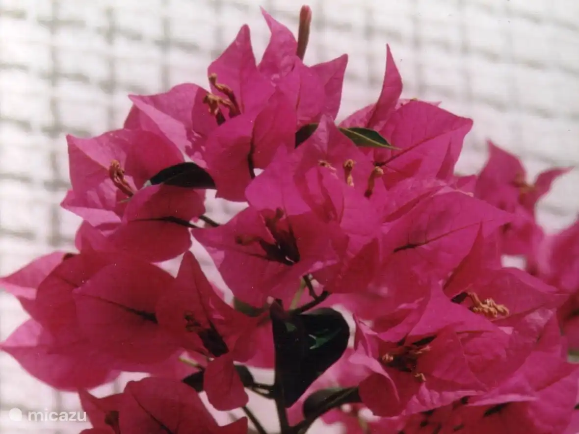 Bougainvillea
