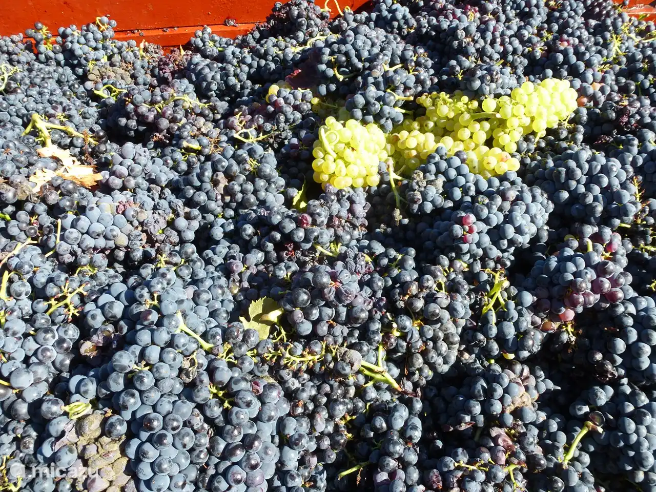 Ein Einkaufswagen voll