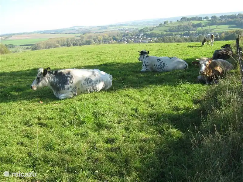 Sanfte Hügel von Limburg