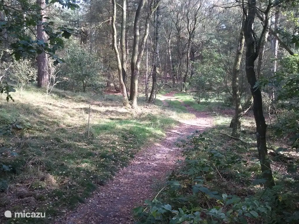 Sentier de randonnée dans les bois derrière la clôture