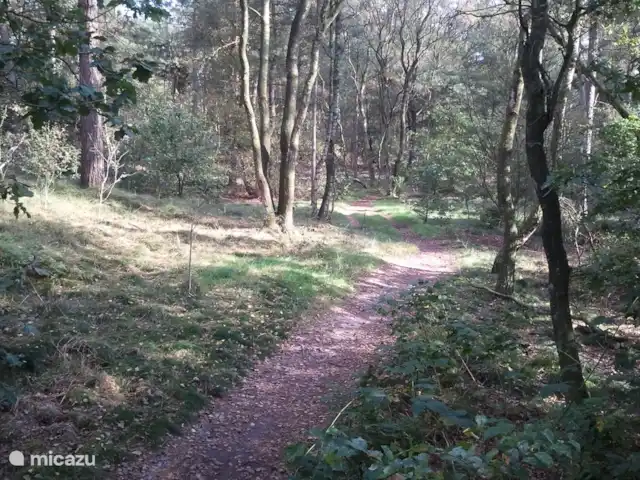 Veluwerijck 8 en Países Bajos, Güeldres, Ermelo - casa de campo Ruta de senderismo en el bosque detrás de la valla.