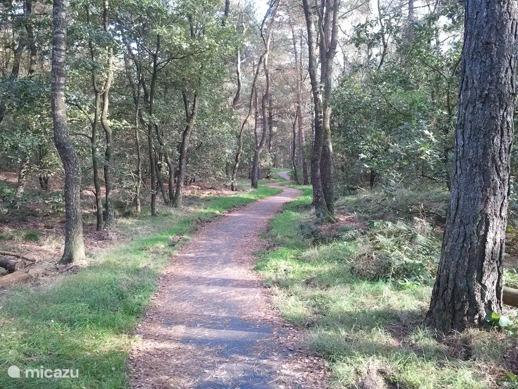 Pistes cyclables pavées dans les bois derrière la clôture