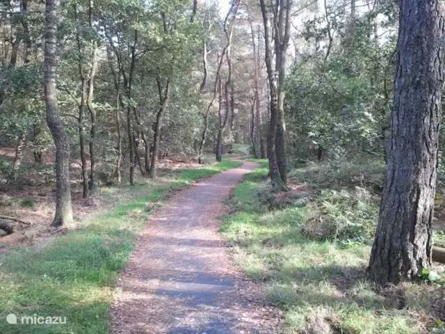 Veluwerijck 8 en Países Bajos, Güeldres, Ermelo - casa de campo Caminos para bicicletas pavimentados en el bosque detrás de la cerca