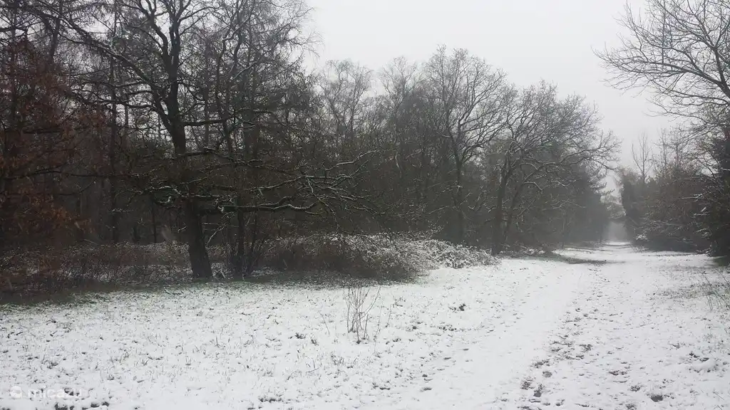 Image hivernale de la forêt derrière la clôture