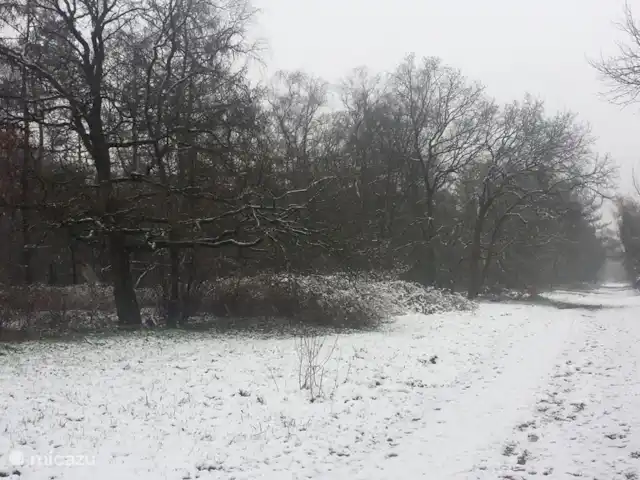 Veluwerijck 8 en Países Bajos, Güeldres, Ermelo - casa de campo Imagen invernal del bosque detrás de la valla.