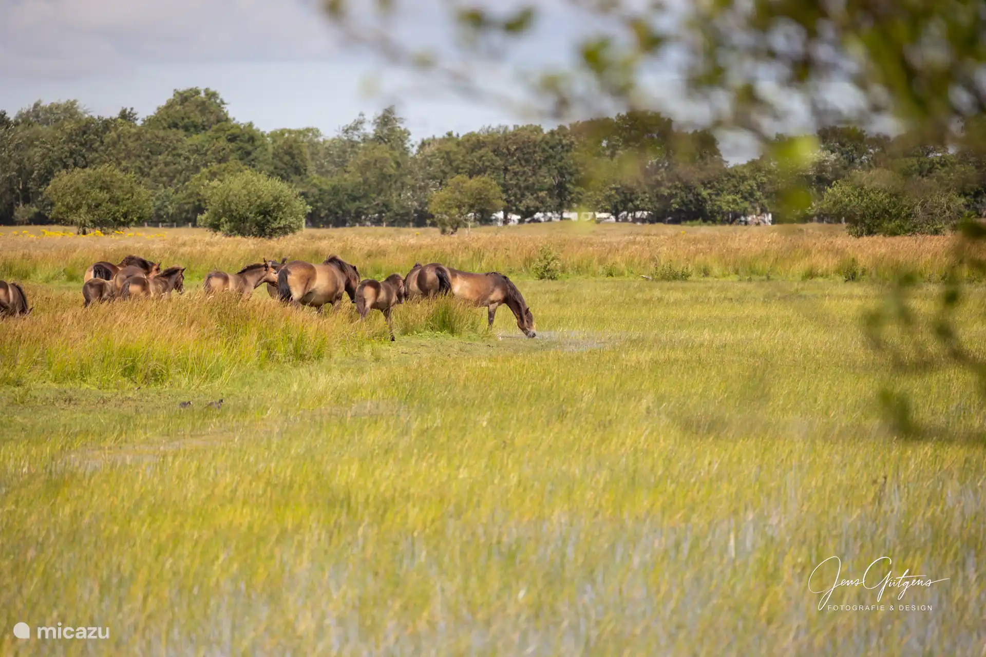 Unterwegs begegnen Sie vielleicht den Wildpferden, die im Naturschutzgebiet grasen.