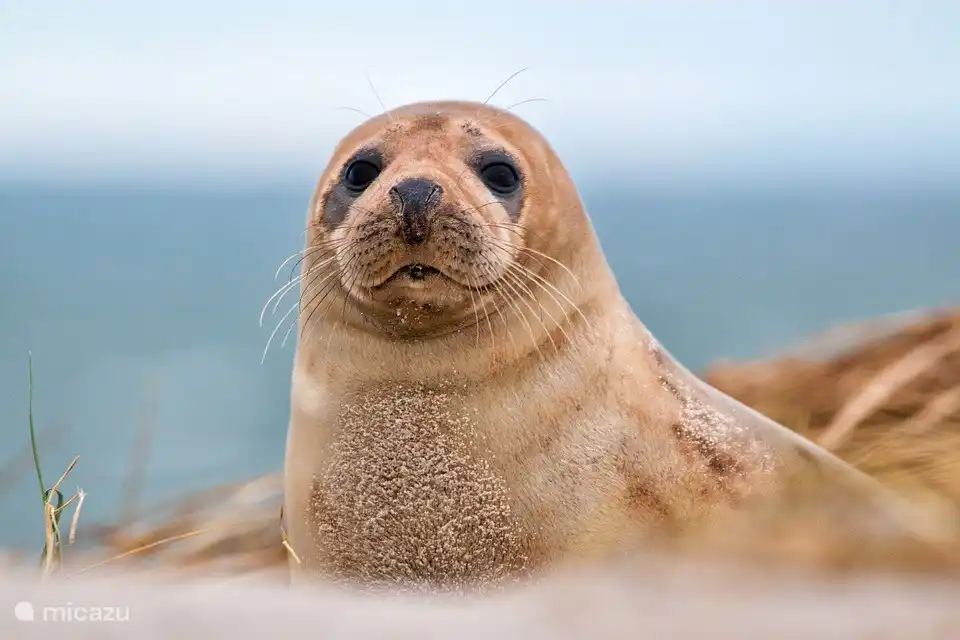 Kommen Seehunde beobachten vom Strand entfernt (10 Min. Zu Fuß) Vergessen Sie Ihr Fernglas!