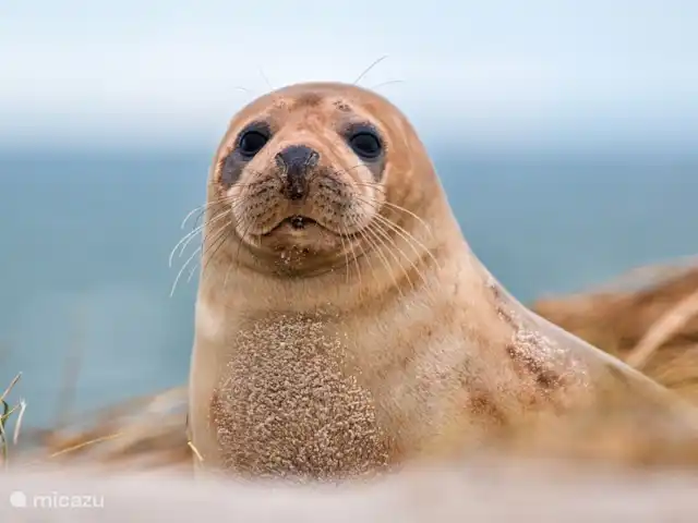 De Zeeëgel, de Zuidhoek 8 huren in Nederland, Zeeland, Renesse - bungalow Kom zeehondjes kijken vanaf het strand (10 min. lopen) vergeet je verrekijker niet!