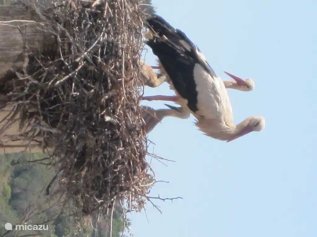 Een gelukkig gezinnetje in de straat.