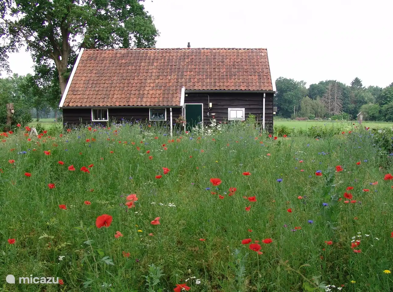 Location de Vacances Pays-Bas, Drenthe, Dwingeloo, maison de vacances - Le joli chalet sur le pré