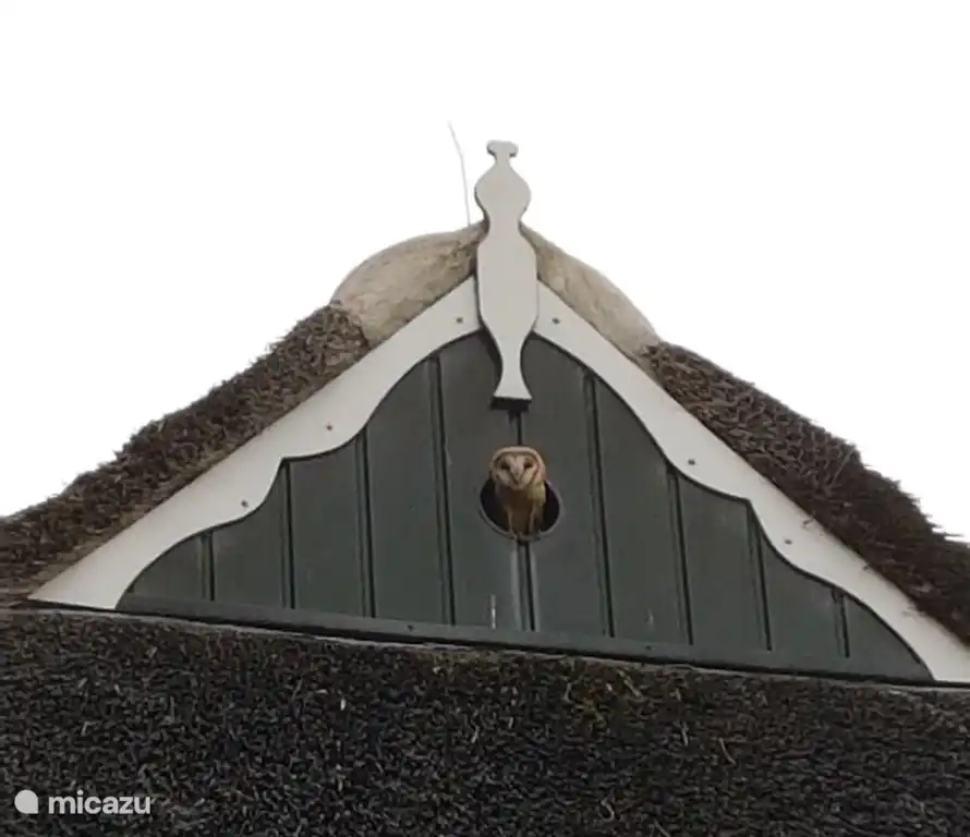 Il y a même une chouette effraie qui vit dans le jardin !