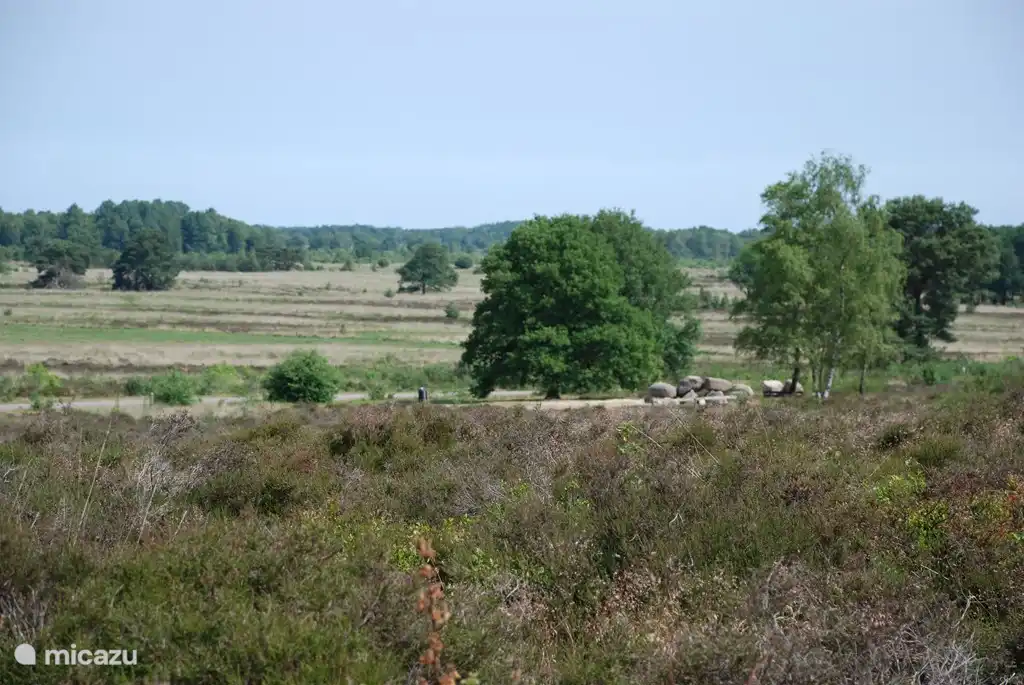 Holtingerveld