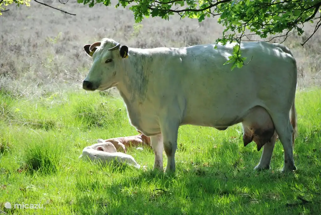 Le pâturage du bétail sur le Dwingelderveld