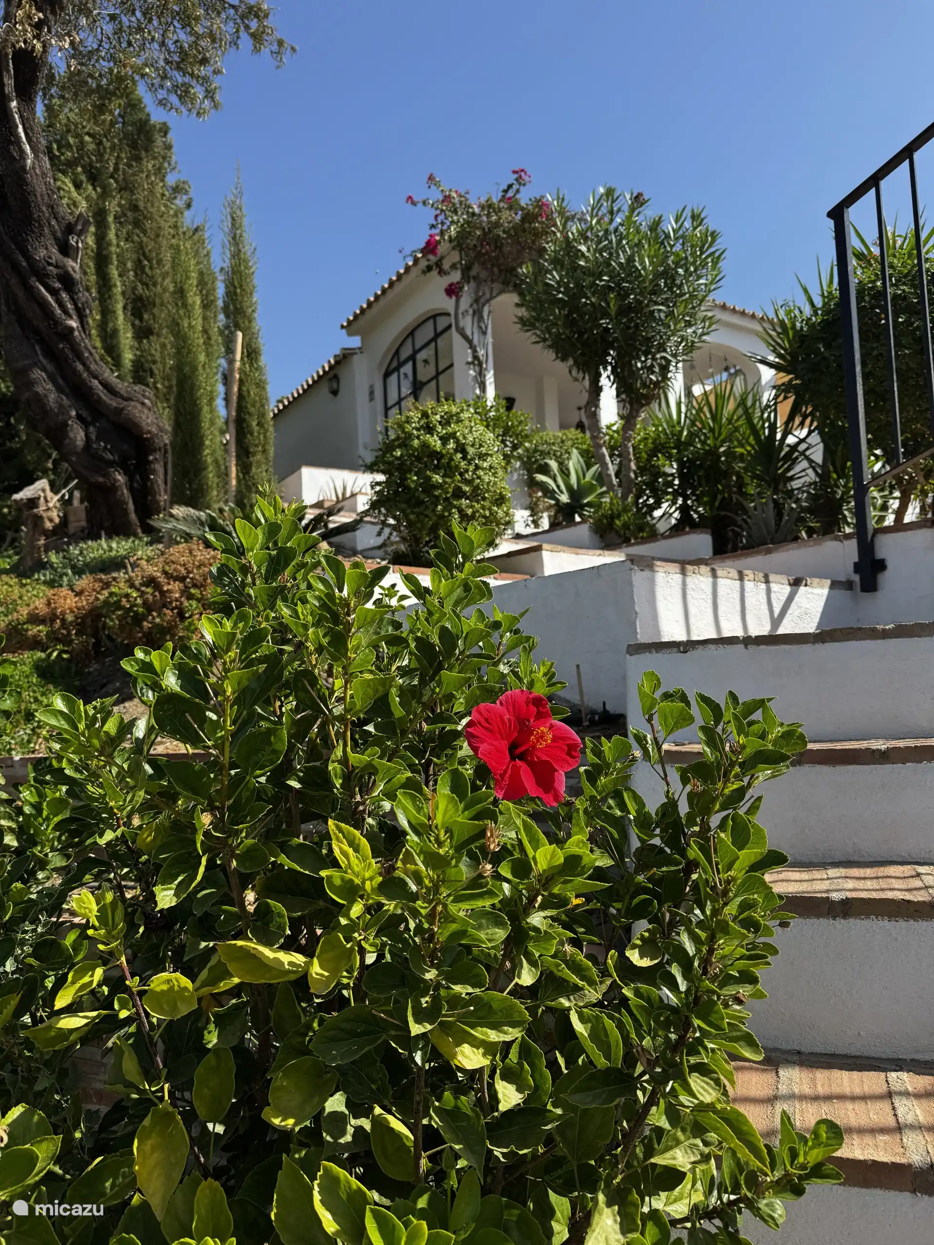 Hibiscus ... 