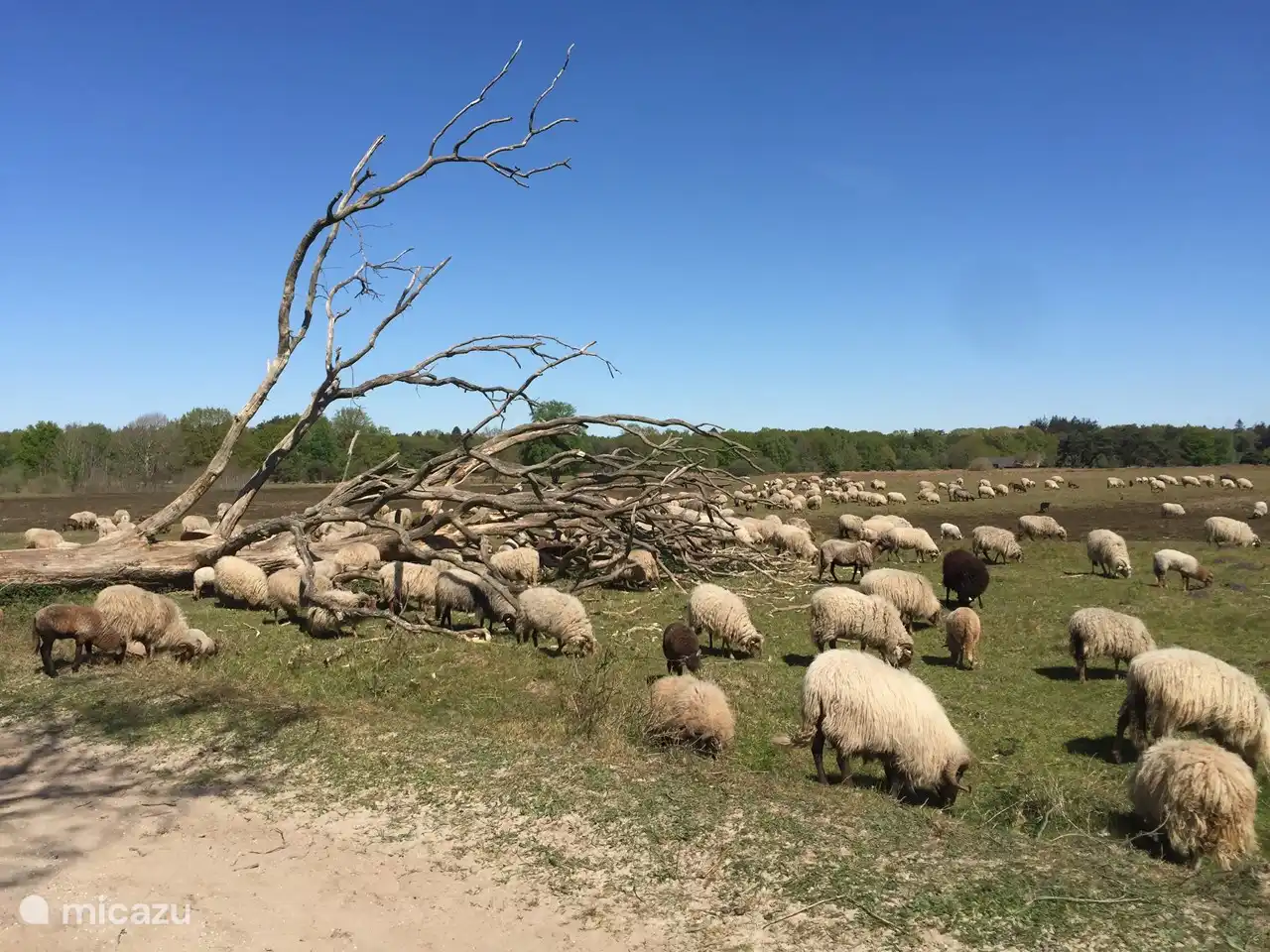 Idyllisches Dwingelderveld