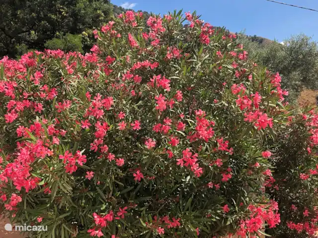 Finca La Estrella de Cómpeta huren in Spanje, Andalusië, Cómpeta - finca Orleanders langs het zwembad