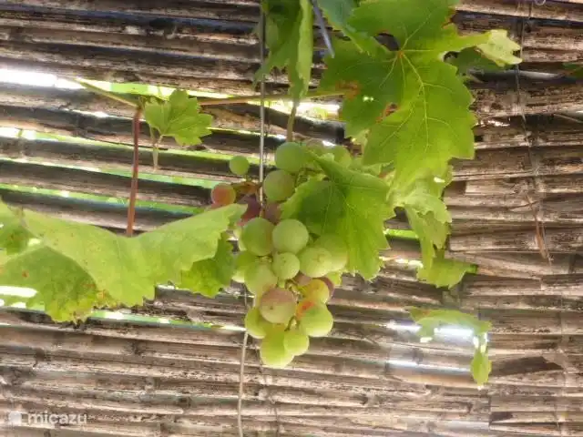 Finca La Estrella de Competa in Spanien, Andalusien, Cómpeta - Finca