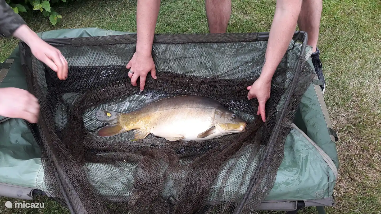 Junge Karpfen werden jedes Jahr in den See ausgesetzt.