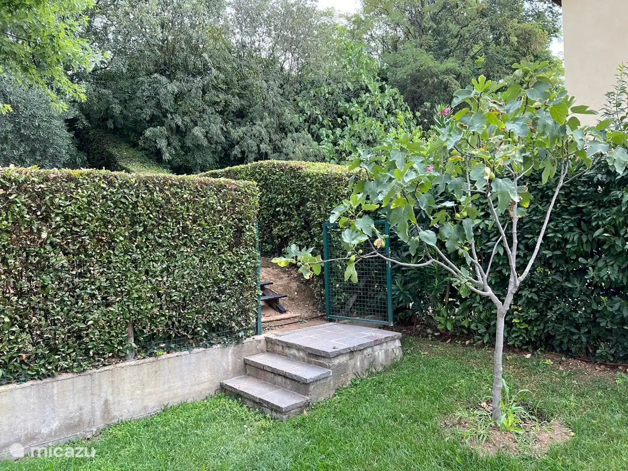Feigenbaum im Hinterhof mit dem Tor, das Zugang zum Pool bietet.