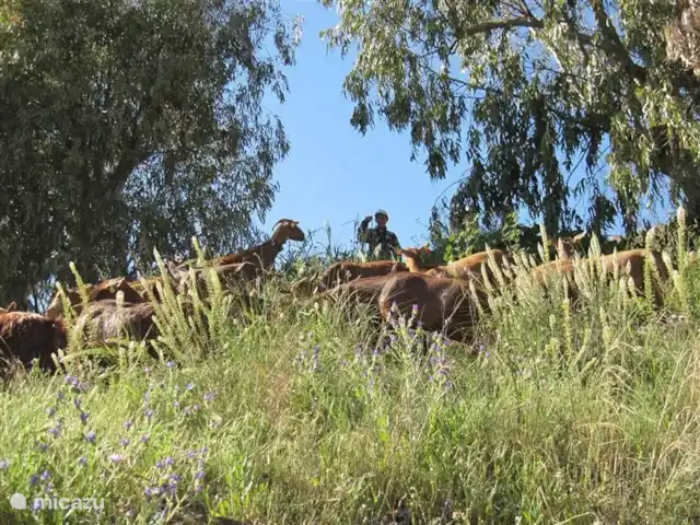 Villa de vacances de luxe, Finca Nirvana | Espagne, Andalousie, Colmenar - maison de vacances La résidence de l'éleveur de chèvres est visible depuis le chemin sablonneux vers la Finca. Les chèvres et leur propriétaire peuvent être vus presque tous les jours de l'autre côté de la montagne où ils peuvent paître. Colmenar est connue pour son propre fromage de chèvre, qui est souvent disponible directement auprès de l'agriculteur.