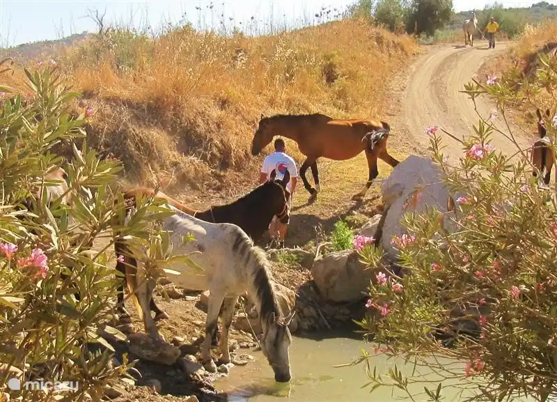 Justo al lado de la carretera, entre los pequeños pueblos, puedes experimentar cosas divertidas. Un grupo de caballos en un abrevadero, por ejemplo.