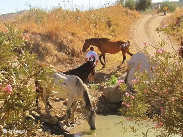 Villa de vacances de luxe, Finca Nirvana | Espagne, Andalousie, Colmenar - maison de vacances Juste à côté de la route, entre les petits villages, vous pouvez simplement découvrir des choses amusantes. Un groupe de chevaux à un point d'eau, par exemple.