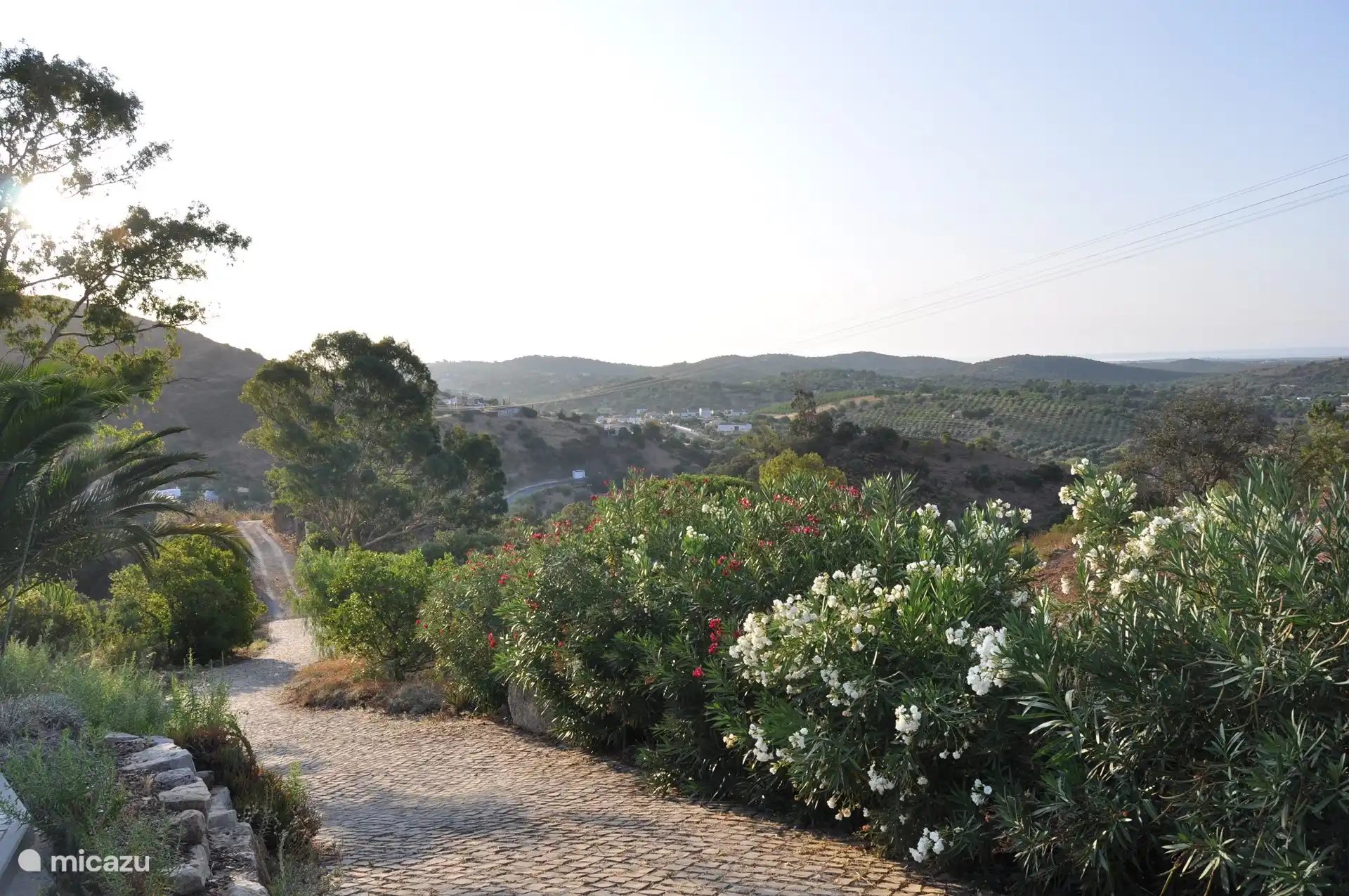 Blühender Oleander auf dem Weg zum Haus.