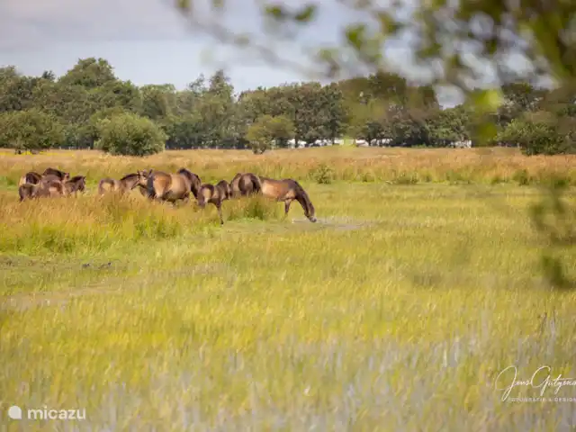 Le Tureluur | Pays-Bas, Zélande, Renesse - bungalow