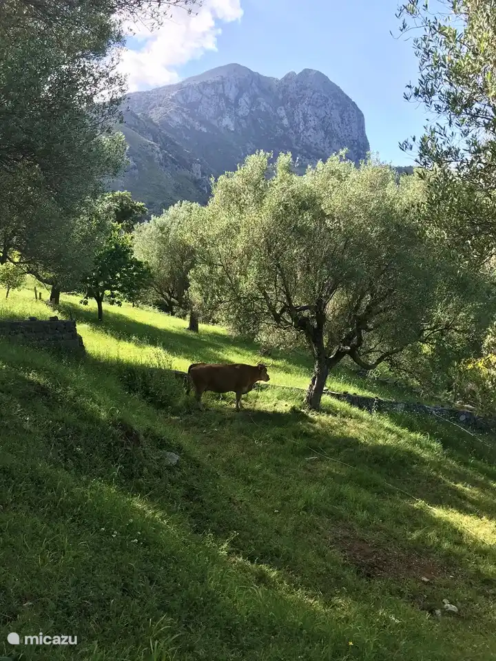 Los jardines con hermosos olivos centenarios. ¡Prueba nuestro aceite de oliva ecológico autoprensado!