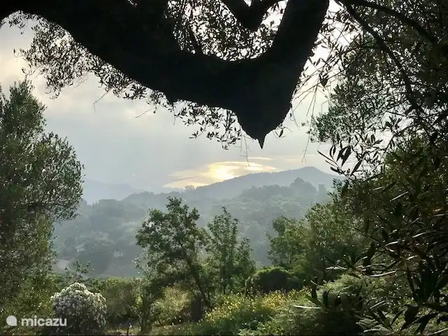 olivar temprano en la mañana con un mar 'dorado'