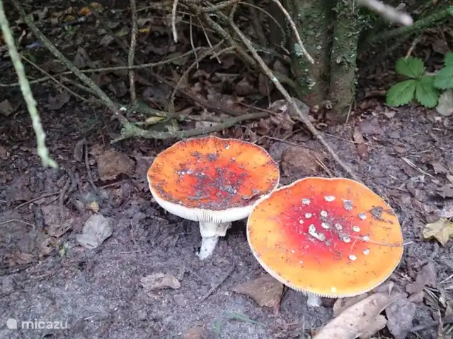 Sparrendal huren in Nederland, Gelderland, Ermelo - bungalow Paddenstoelen in eigen tuin. We zien ook regelmatig eekhoorntjes in de tuin.