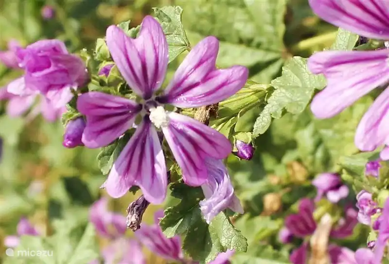 Oh, es ist nur "Unkraut", der im Garten wächst .....