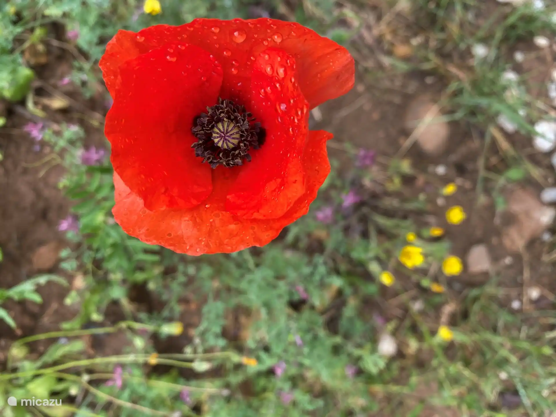  Entlang der Straßenseite wunderschöne Blumen