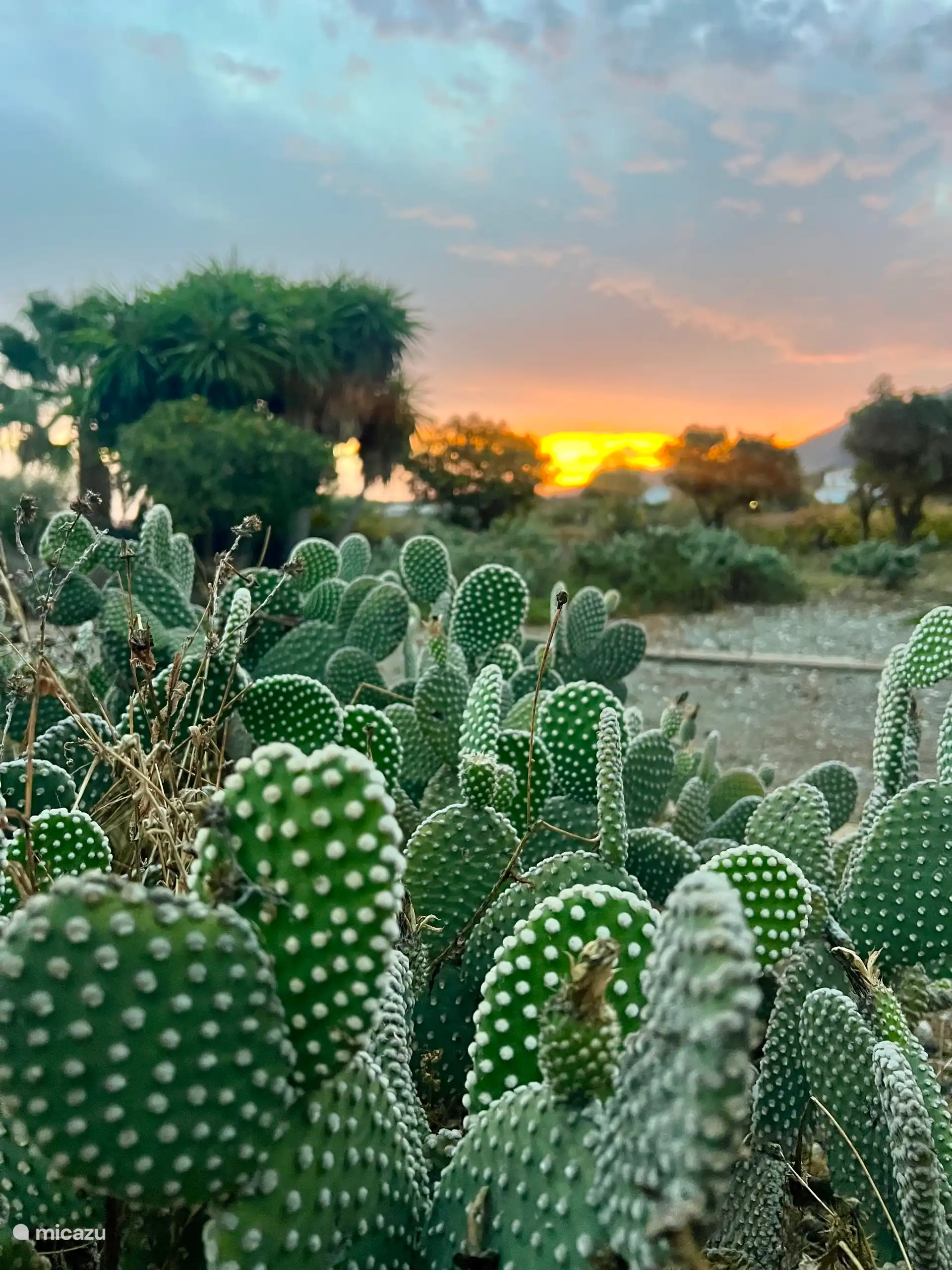Garten/Obstgarten und Pétanque-Hof der Casita 