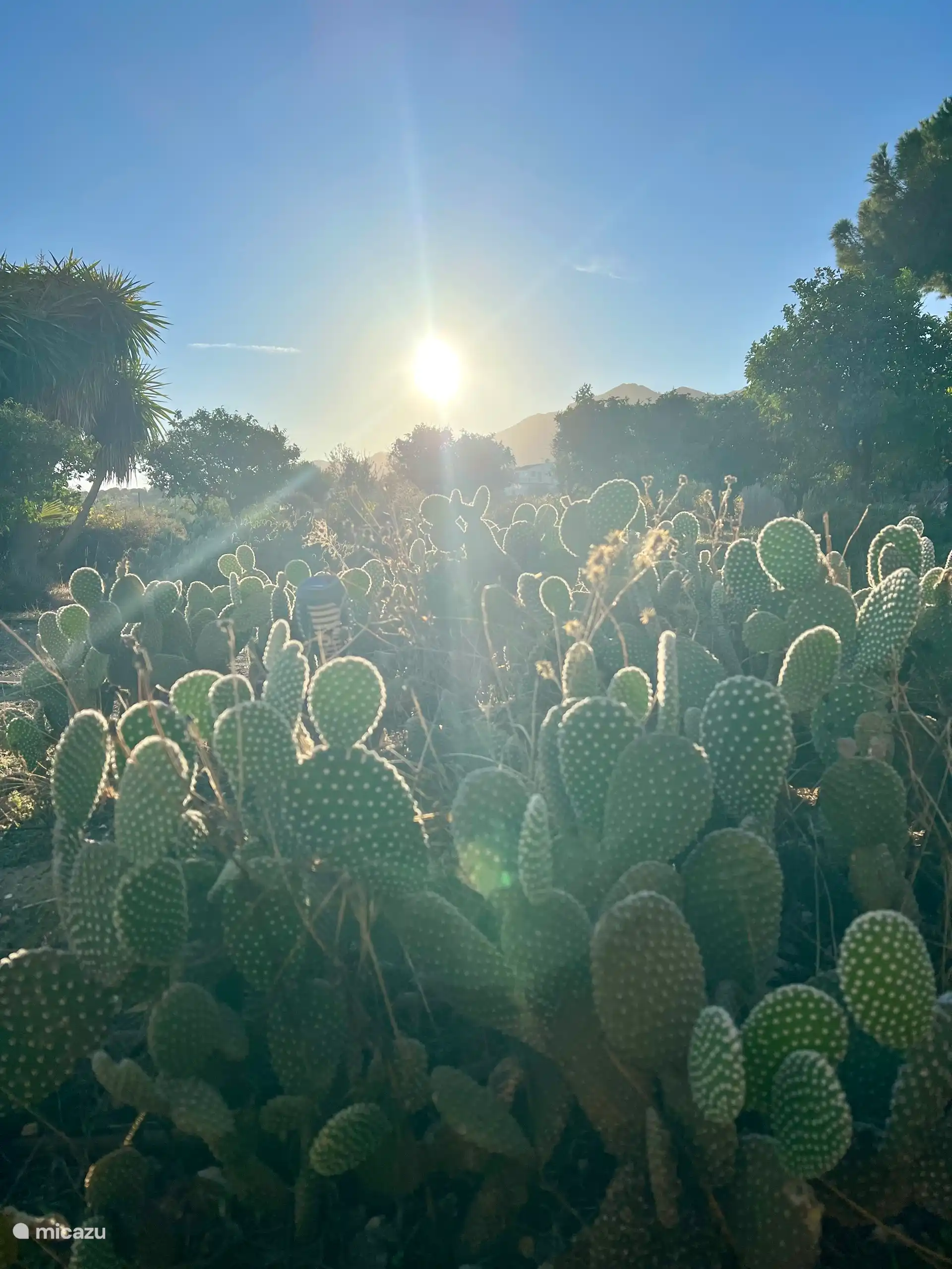 Sonnenaufgang im Garten