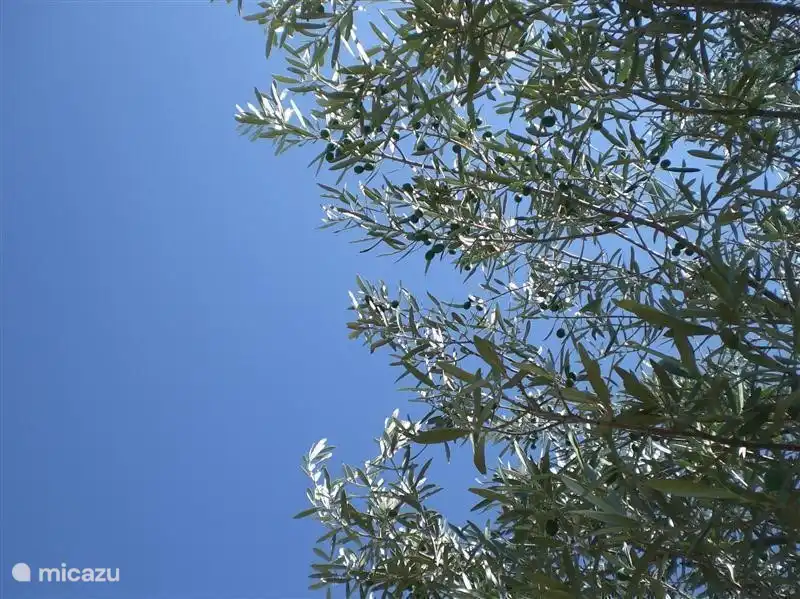 Olivenbaum im Garten.