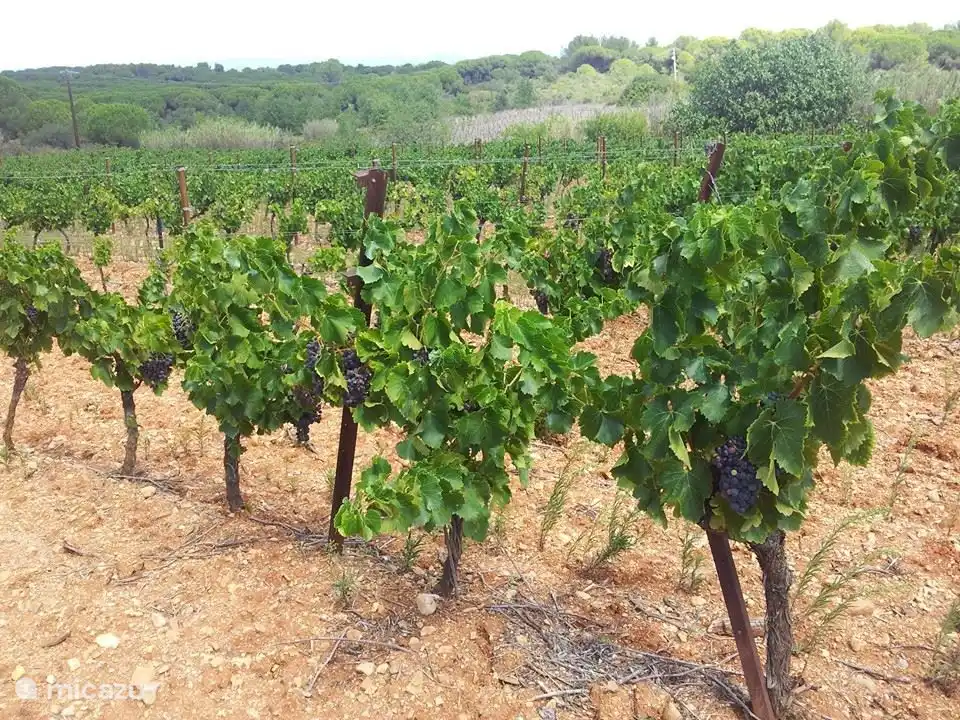 Die Weinberge, 10 Minuten von der Villa entfernt.