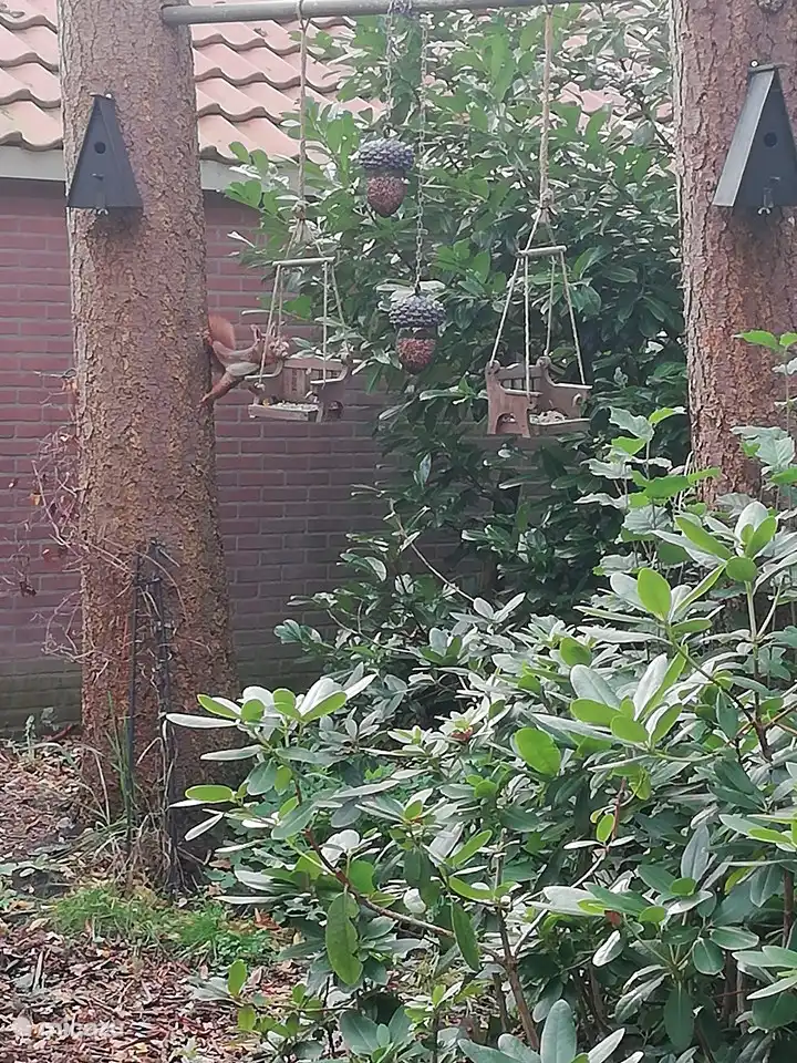 Volop eekhoorntjes in de tuin