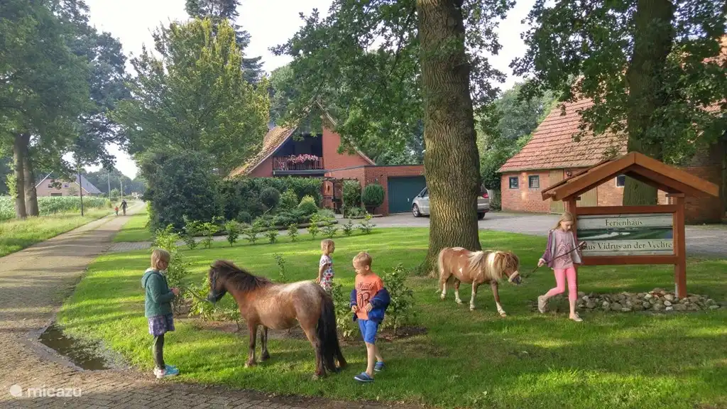 Es ist möglich, die kleinen Minipferde  Olivier und Marco zu versorgen, zu spazieren und zu spielen.