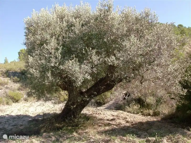 Diese prächtige Olivenbäume sind rund um die Villa gefunden.