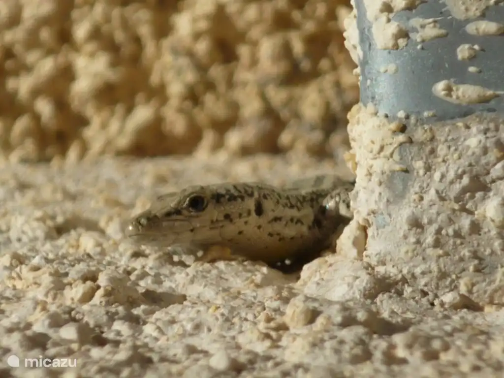 Wenn Sie guten Blick um dich herum, dann haben Sie hier vor Ort und es gibt einige schöne Eidechsen rund um die Villa.