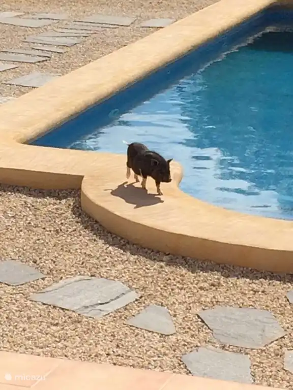 Im Jahr 2016 haben die Mieter auch spotted Schweine / Eber. Sie wurden Abkühlung am Pool ab ??