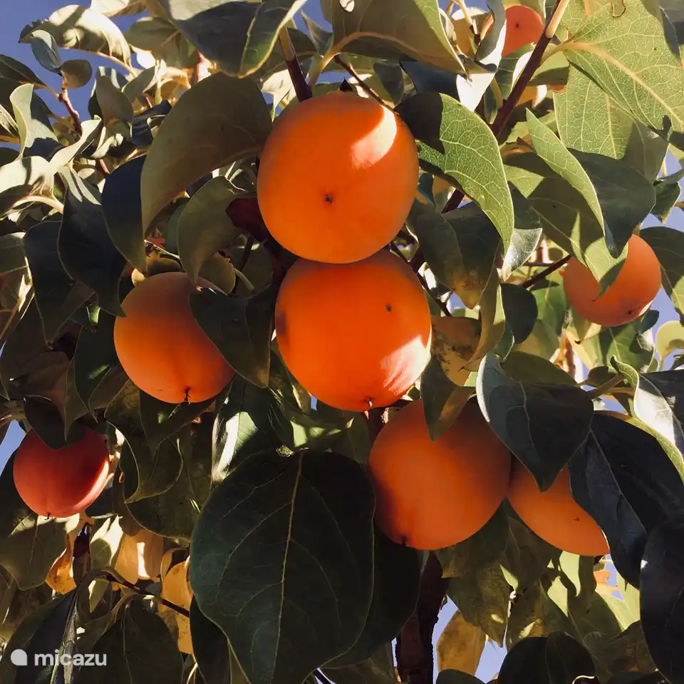 Kakis are hanging on the tree to ripen
