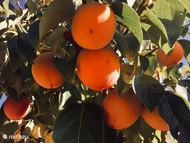 finca en España, Pirineos españoles , Juseu – Casa Milan en Juseu Finca Retreat Kakis cuelgan del árbol para madurar