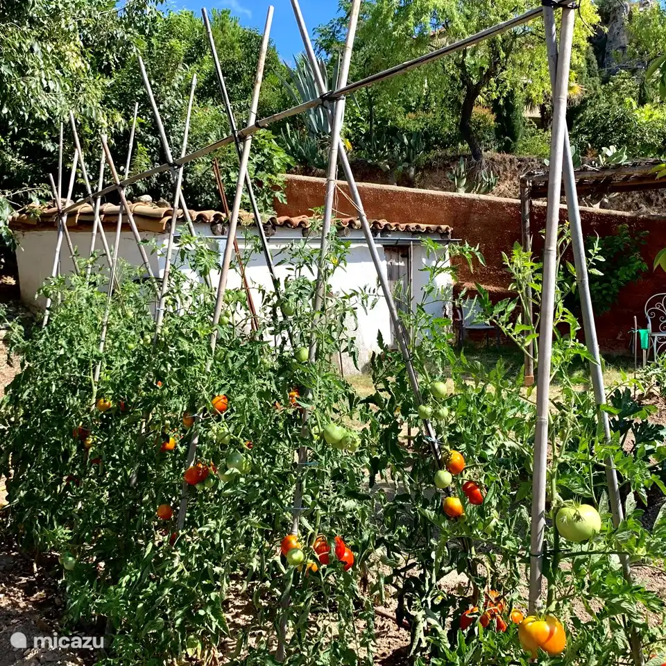 Tomatoes in our vegetable garden