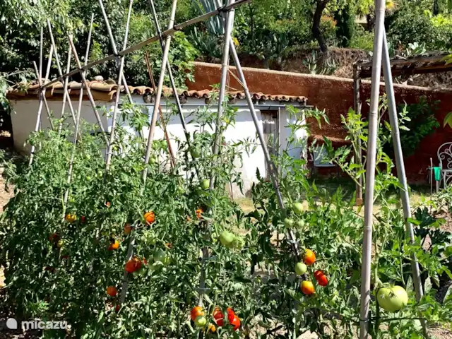 finca en España, Pirineos españoles , Juseu – Casa Milan en Juseu Finca Retreat Tomates en nuestra huerta