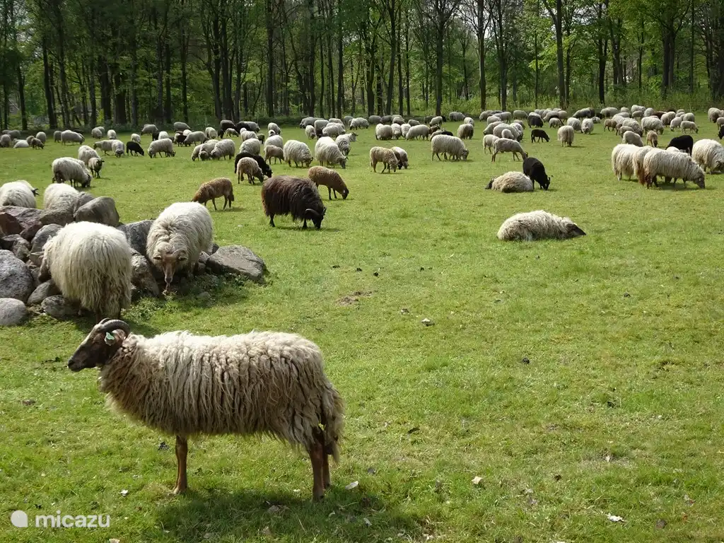 Een bezienswaardigheid is de schaapskudde van Exloo met het drenthse schaap die U zo maar kunt tegen komen in de bossen of op de heide.
