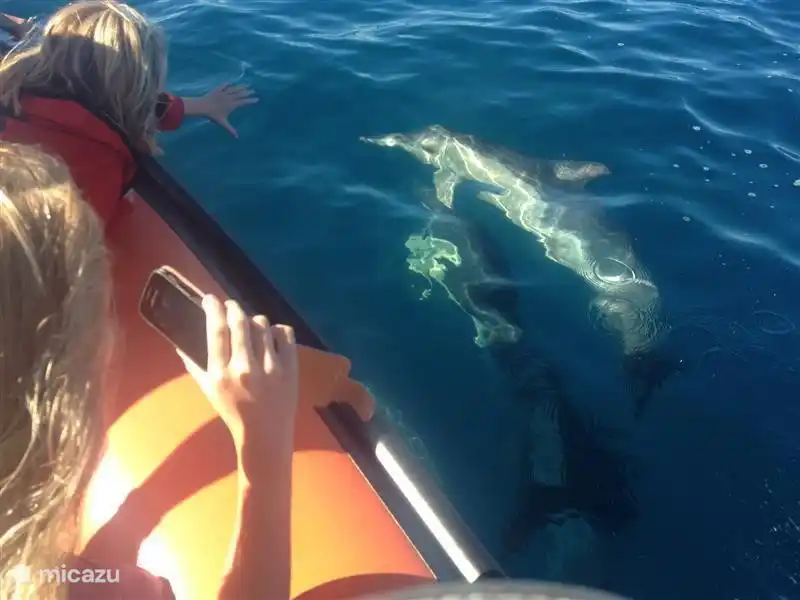 Boat trip for coastal house with Wild Watch (Ferragudo)