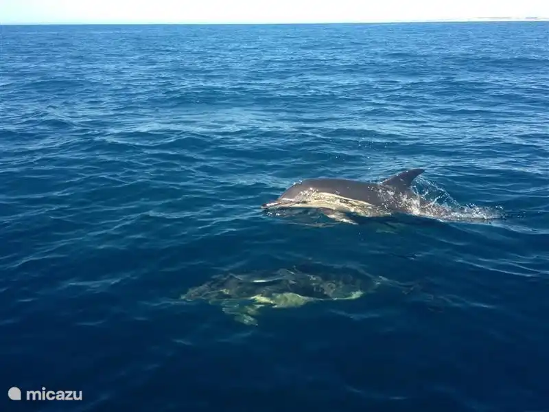 Boat trip for coastal house with Wild Watch (Ferragudo)
